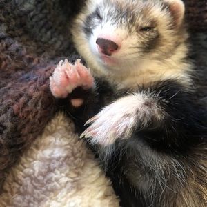 Meet your Posher, Molly